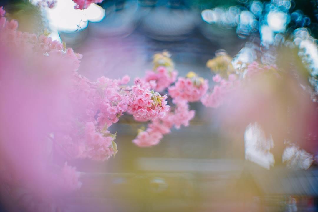 千年古刹西昌泸山光福寺樱花盛开（赏花听禅正当时）