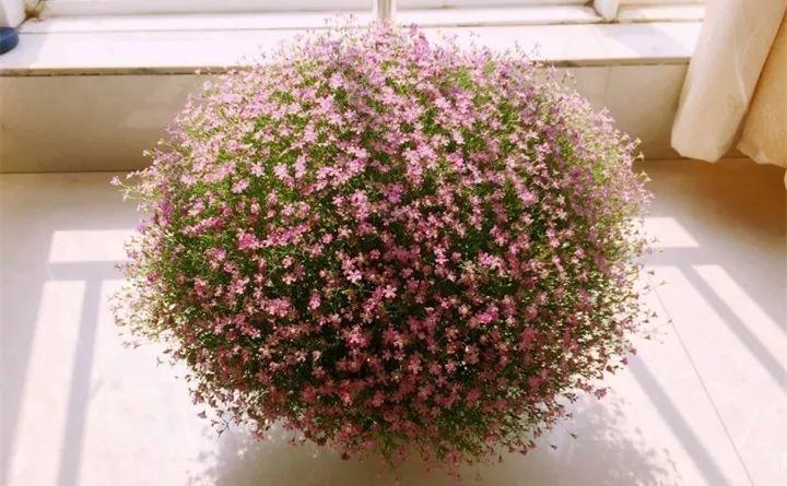 快看自己的生日 你属于哪种生日花语(365天对应365种花)