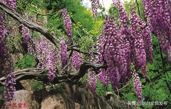 酱紫是什么意思（酱紫是什么意思?）