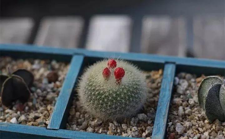 快看自己的生日 你属于哪种生日花语(365天对应365种花)