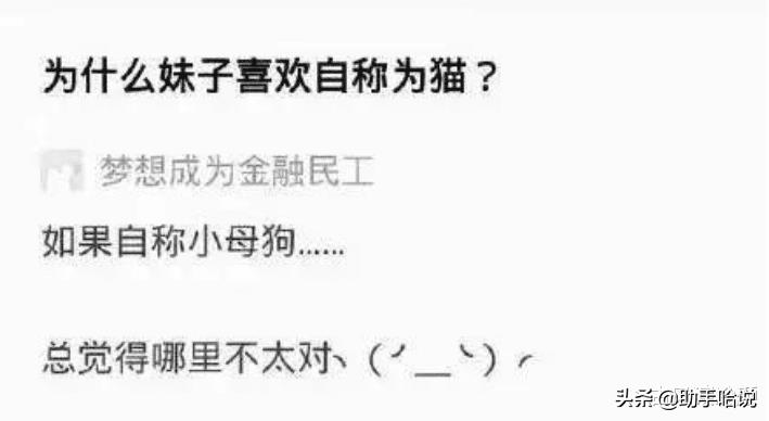 小母狗是什么意思（小狗狗是什么生肖）