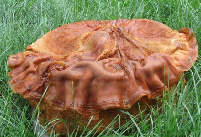 太岁是什么生物菌种(为什么能价值百万)