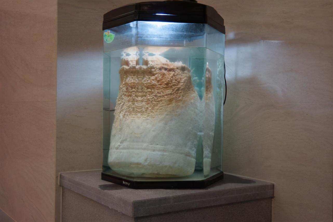 太岁是什么生物菌种(为什么能价值百万)