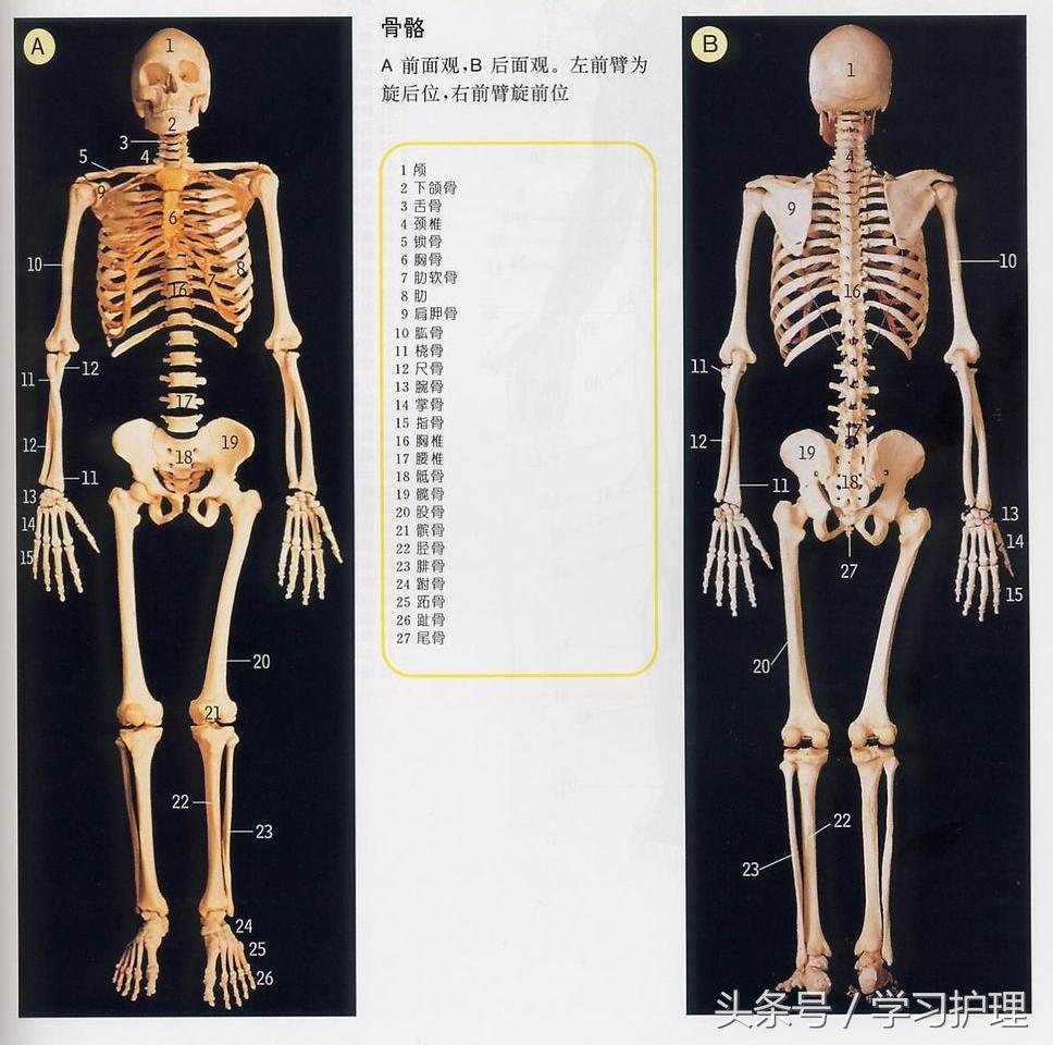 最简单的几张人体解剖图（看后了解骨头及内脏的位置）
