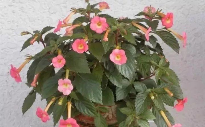 快看自己的生日 你属于哪种生日花语(365天对应365种花)