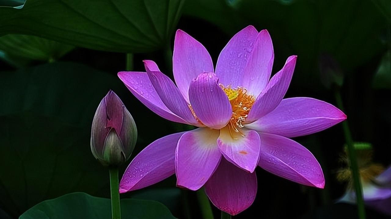 莲花的文化内涵与象征意义是什么(探讨莲花在不同文化中的不同寓意)