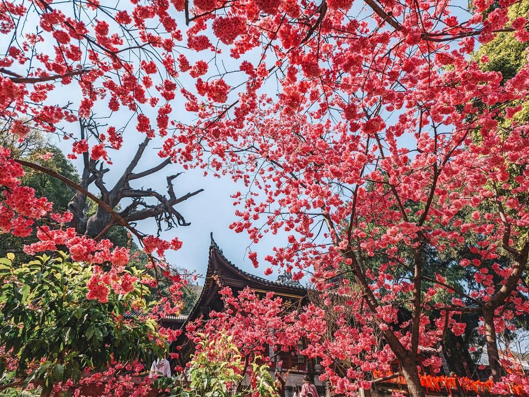 千年古刹西昌泸山光福寺樱花盛开（赏花听禅正当时）