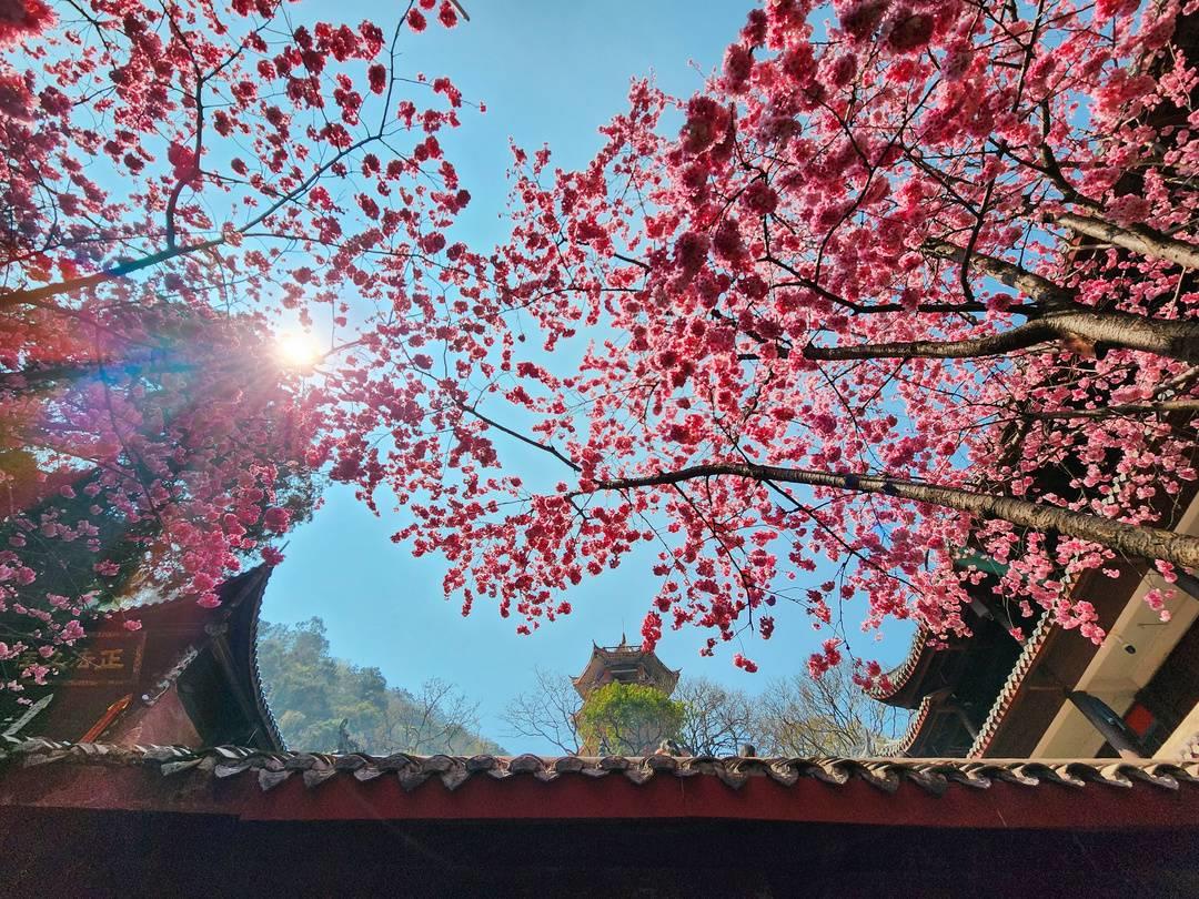 千年古刹西昌泸山光福寺樱花盛开（赏花听禅正当时）