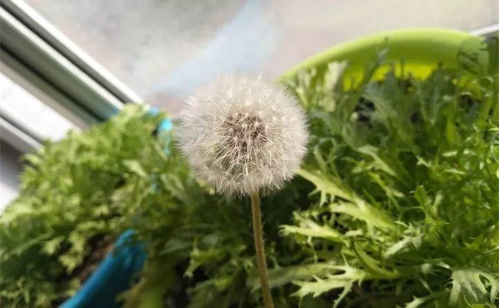 快看自己的生日 你属于哪种生日花语(365天对应365种花)