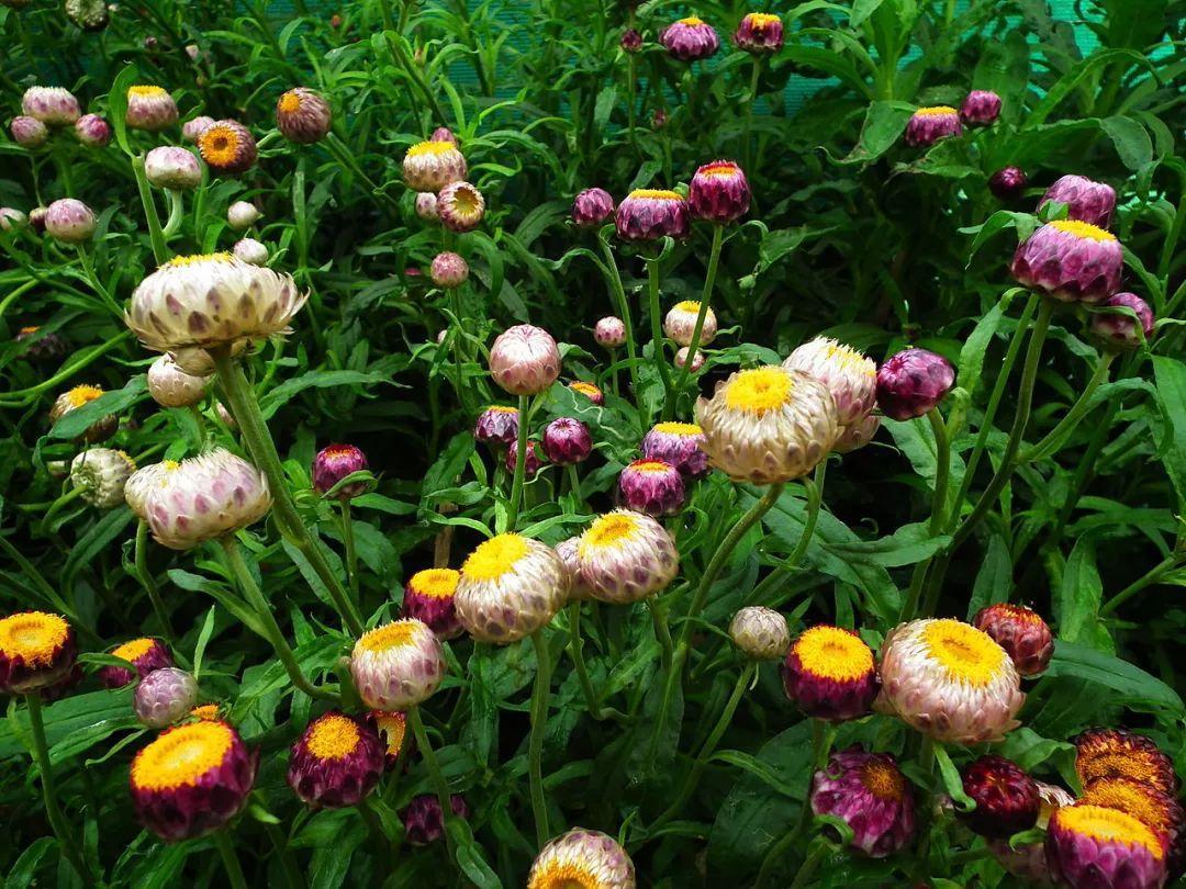 这5个方法都能轻松制作精美的干花(让花朵不褪色 长久可以观赏)