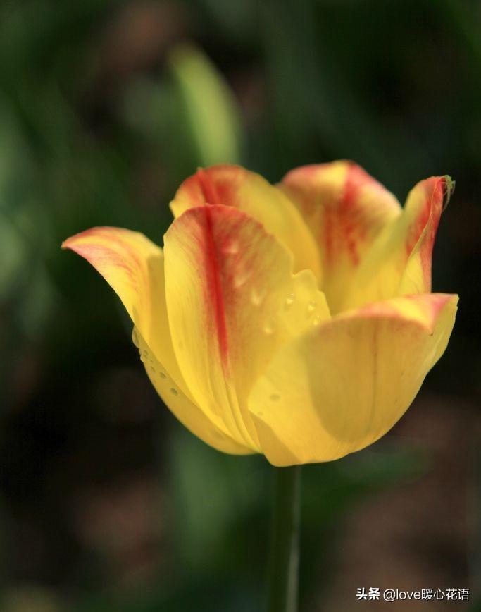 郁金香花语和寓意是什么(关于郁金香的传说和不同朵数的含义)
