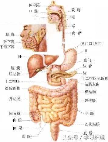 最简单的几张人体解剖图（看后了解骨头及内脏的位置）