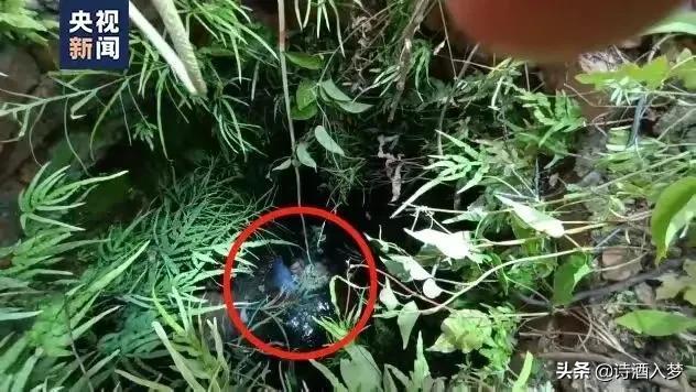 关于母亲的感情(浅谈人类最伟大的情感)