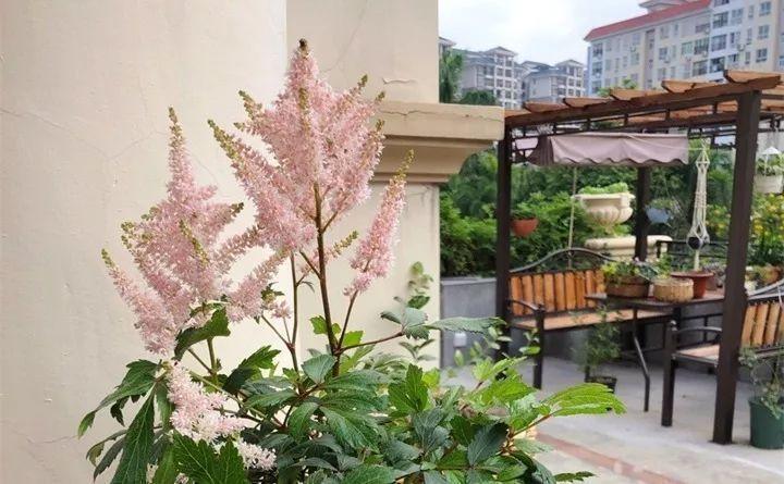 快看自己的生日 你属于哪种生日花语(365天对应365种花)