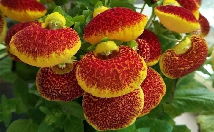 快看自己的生日 你属于哪种生日花语(365天对应365种花)