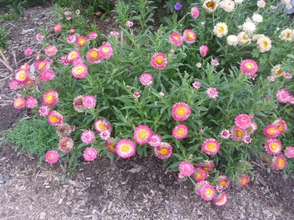 这5个方法都能轻松制作精美的干花(让花朵不褪色 长久可以观赏)