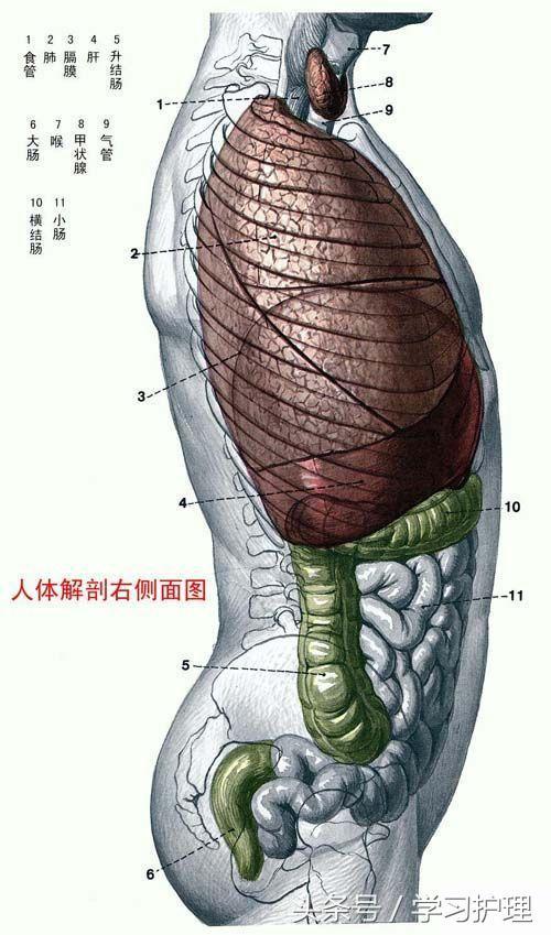 最简单的几张人体解剖图（看后了解骨头及内脏的位置）