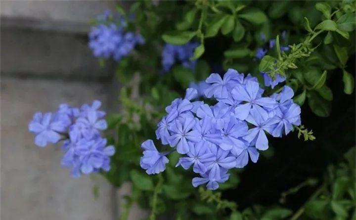 快看自己的生日 你属于哪种生日花语(365天对应365种花)