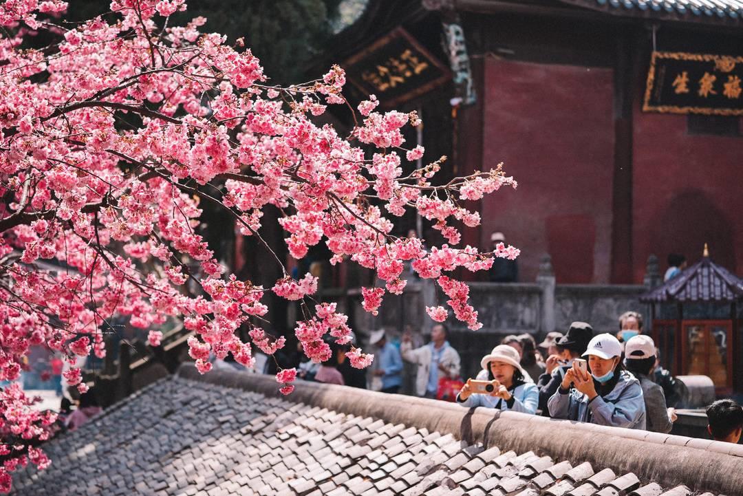 千年古刹西昌泸山光福寺樱花盛开（赏花听禅正当时）