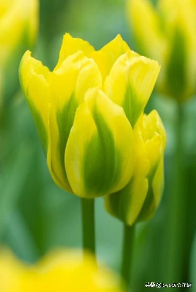 郁金香花语和寓意是什么(关于郁金香的传说和不同朵数的含义)