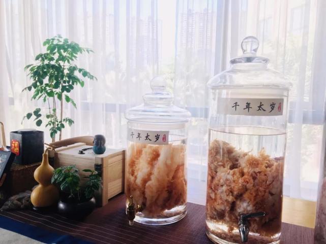 太岁是什么生物菌种(为什么能价值百万)