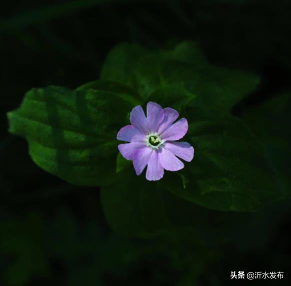 中国古代八大爱情故事(哪个让你感动到落泪)
