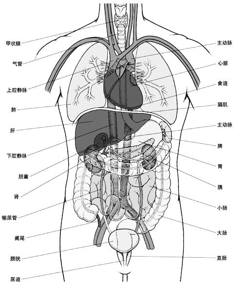 最简单的几张人体解剖图（看后了解骨头及内脏的位置）