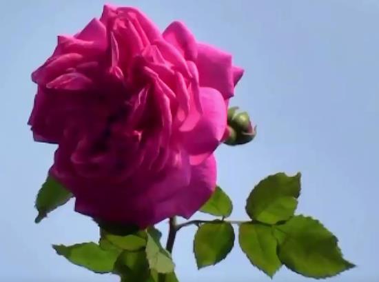 七夕节有什么习俗（七夕节有些什么风俗）