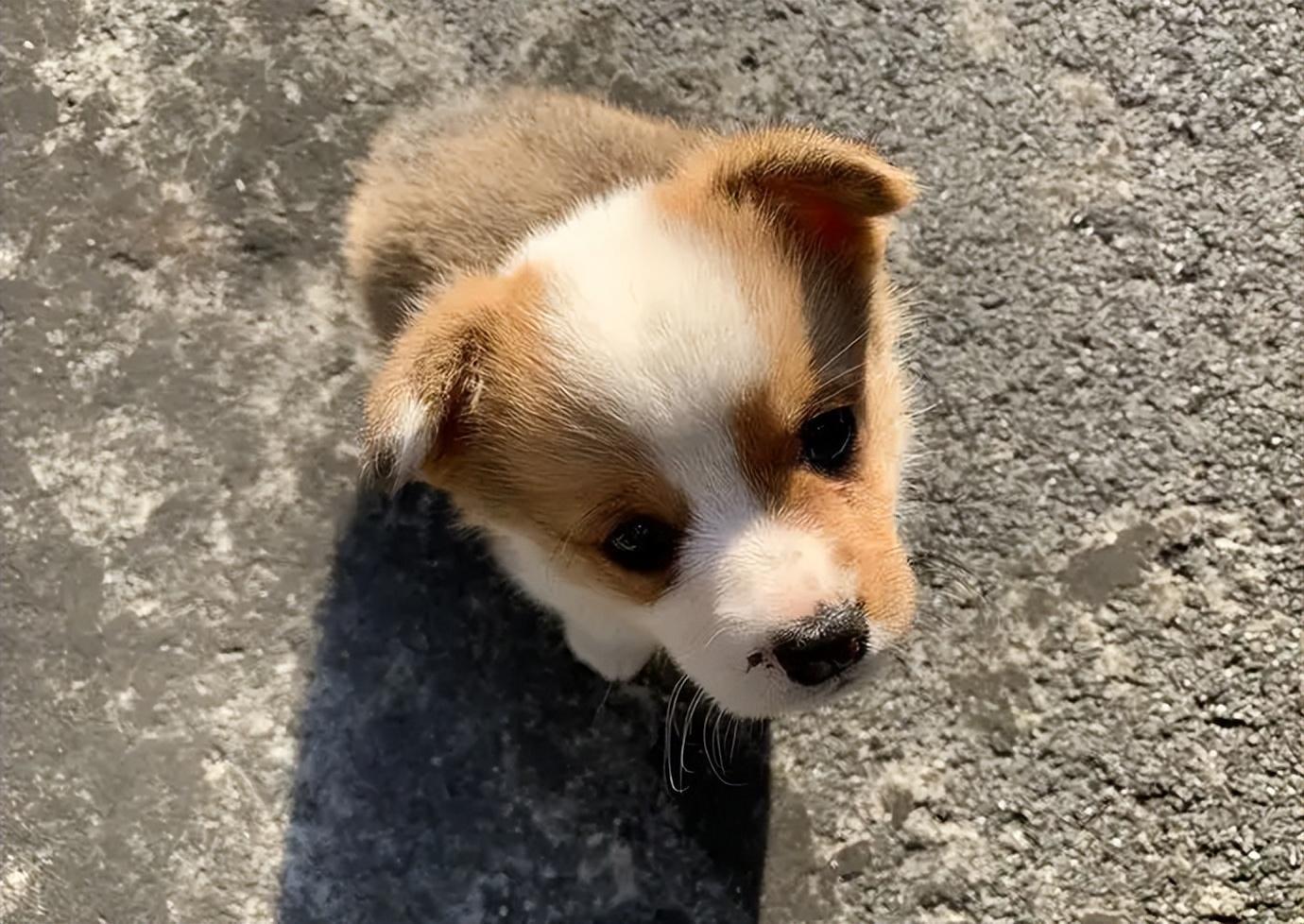 小狼狗的说话方式（小狼狗的说话方式视频播放）