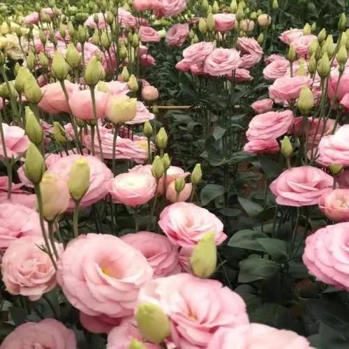 洋桔梗花语是什么(何谓不长刺的玫瑰)