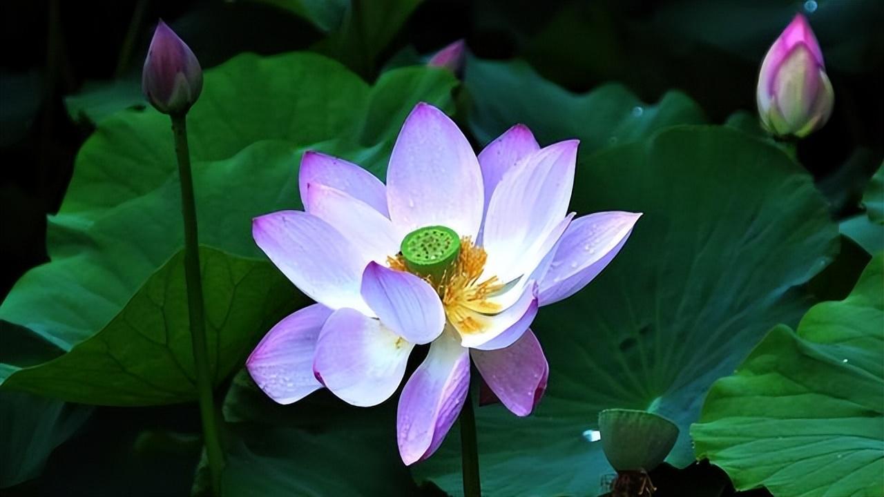 莲花的文化内涵与象征意义是什么(探讨莲花在不同文化中的不同寓意)