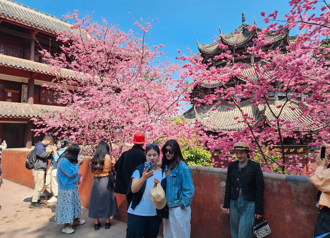 千年古刹西昌泸山光福寺樱花盛开（赏花听禅正当时）