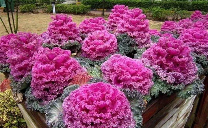 快看自己的生日 你属于哪种生日花语(365天对应365种花)