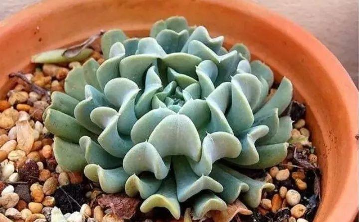 快看自己的生日 你属于哪种生日花语(365天对应365种花)