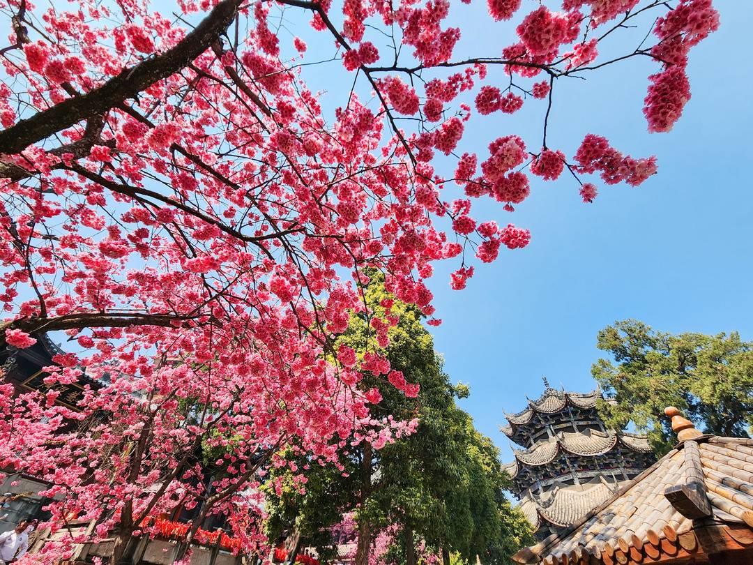 千年古刹西昌泸山光福寺樱花盛开（赏花听禅正当时）