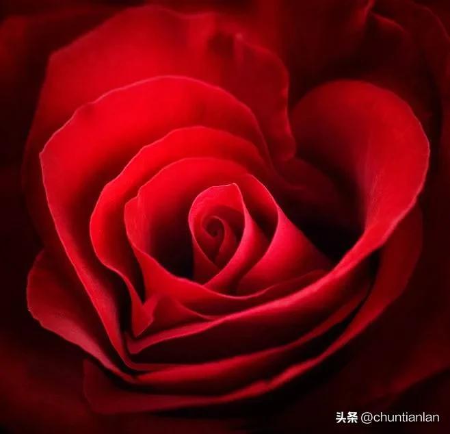 红色玫瑰花语是什么意思(关于红玫瑰的故事)