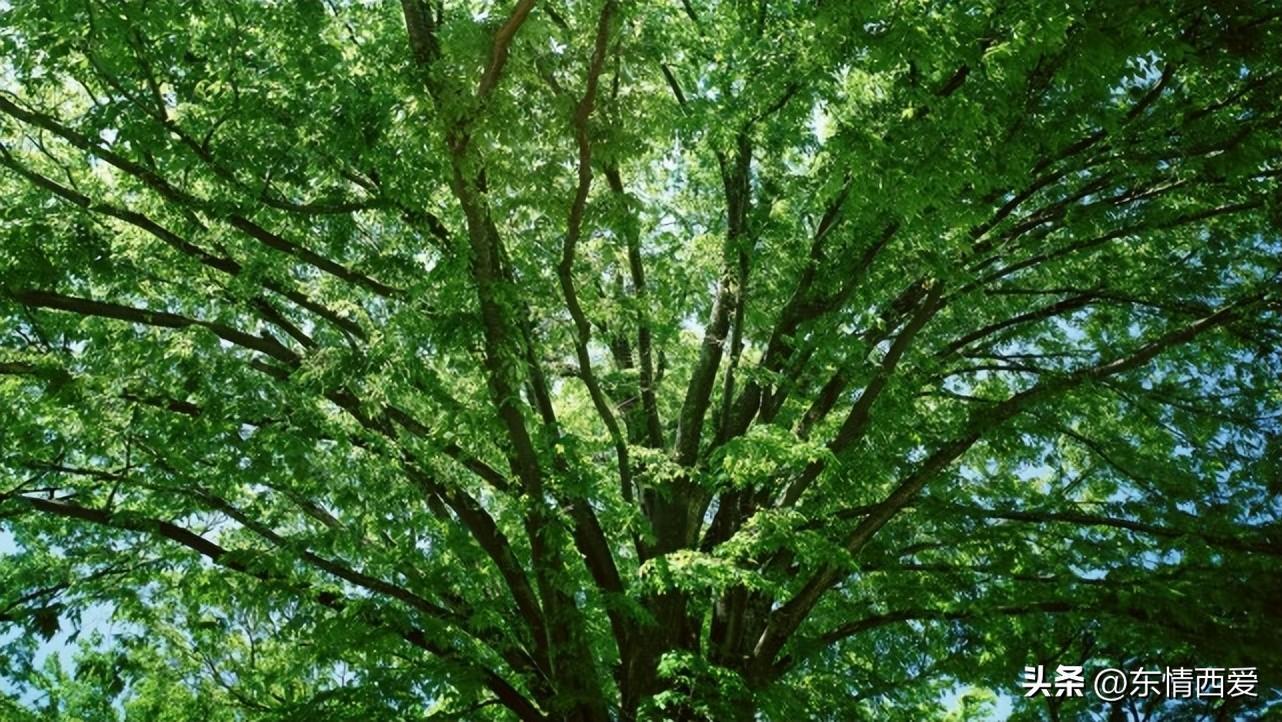 表示自己有苦说不出的句子(精选30句心里有苦的伤感文案)