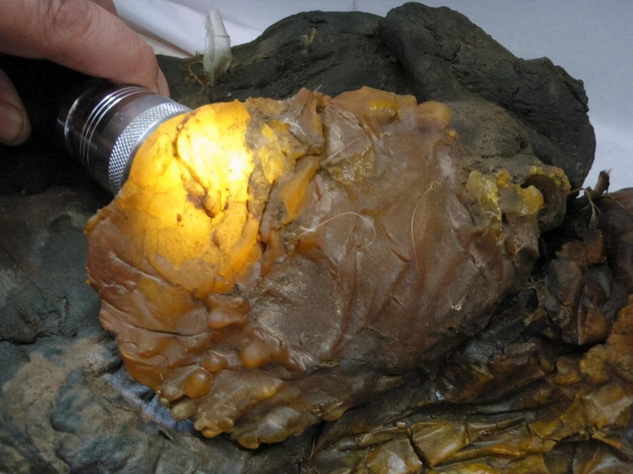 太岁是什么生物菌种(为什么能价值百万)