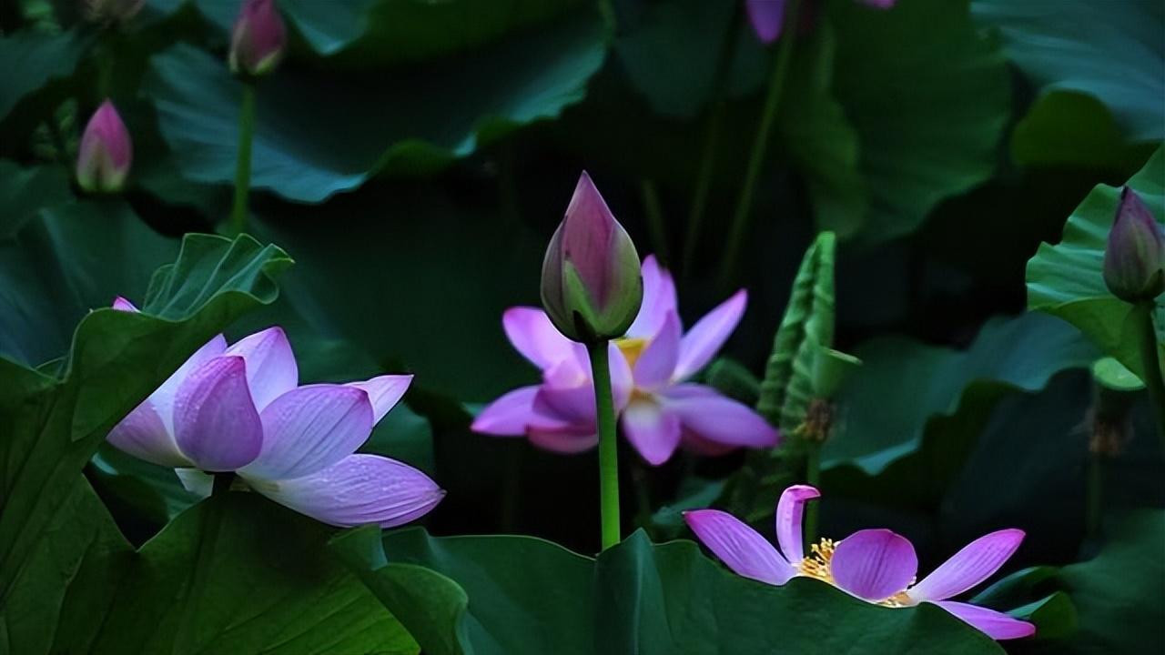 莲花的文化内涵与象征意义是什么(探讨莲花在不同文化中的不同寓意)