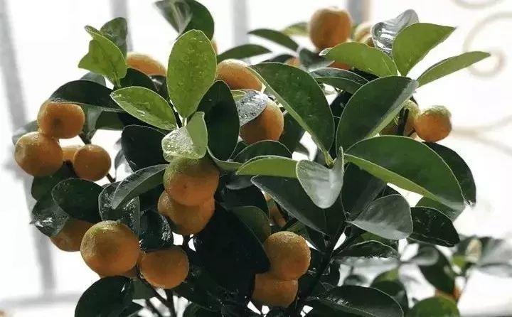 快看自己的生日 你属于哪种生日花语(365天对应365种花)