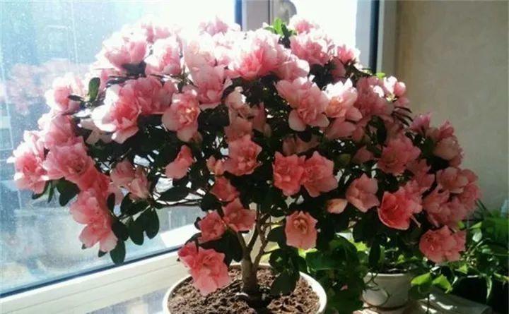 快看自己的生日 你属于哪种生日花语(365天对应365种花)