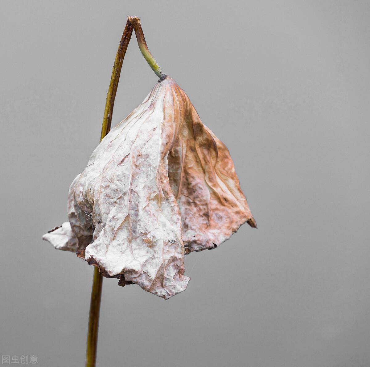 荷花的寓意和象征(盘点荷花的各种价值)