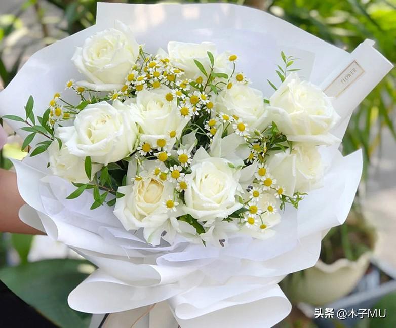白玫瑰的花语以及适合送什么人(纯洁浪漫的白玫瑰是求爱之花)