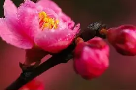 花带来的美好心情说说（精选49句花赞美心情的短语）