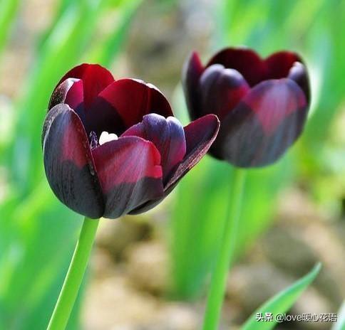 郁金香花语和寓意是什么(关于郁金香的传说和不同朵数的含义)