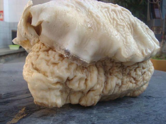 太岁是什么生物菌种(为什么能价值百万)