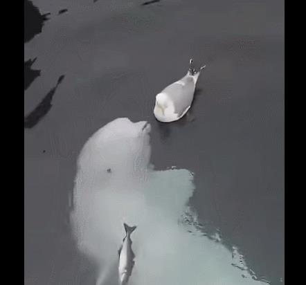 人类跨越物种的爱情（人类跨越物种的爱情是什么样的）