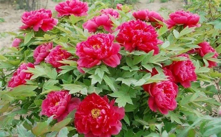 快看自己的生日 你属于哪种生日花语(365天对应365种花)