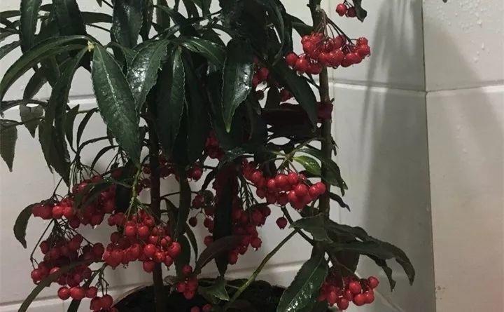 快看自己的生日 你属于哪种生日花语(365天对应365种花)