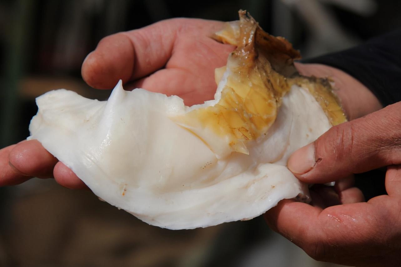 太岁是什么生物菌种(为什么能价值百万)